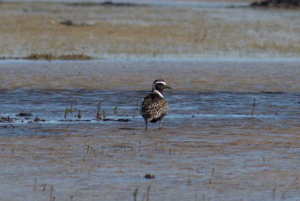 American Golden-Plover - ML111712691