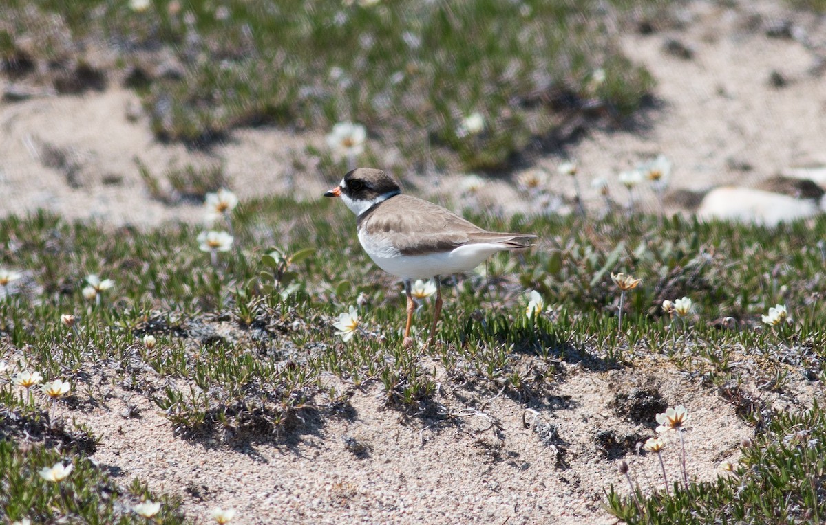 Semipalmated Plover - ML111712741