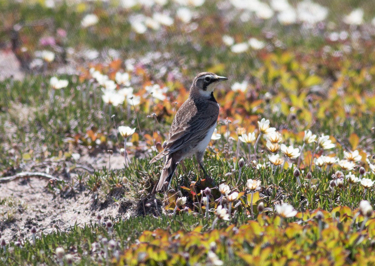 Horned Lark - ML111712791