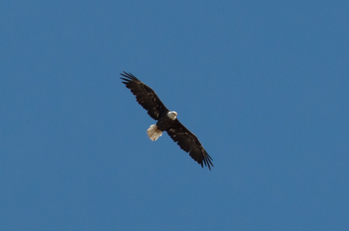 Bald Eagle - ML111712841