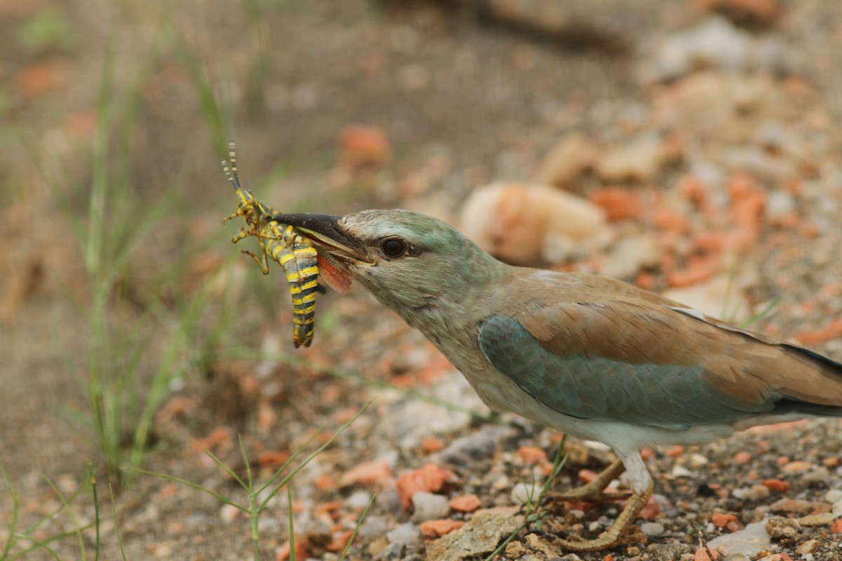 European Roller - PANKAJ GUPTA