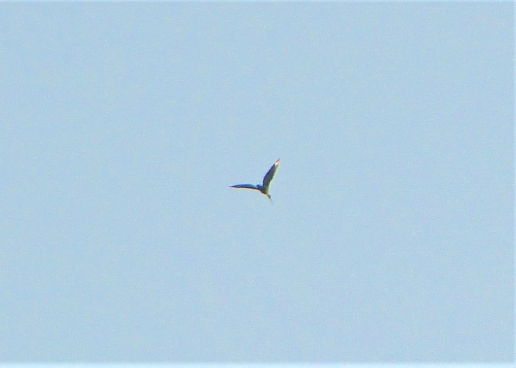 Bare-faced Ibis - ML111715301