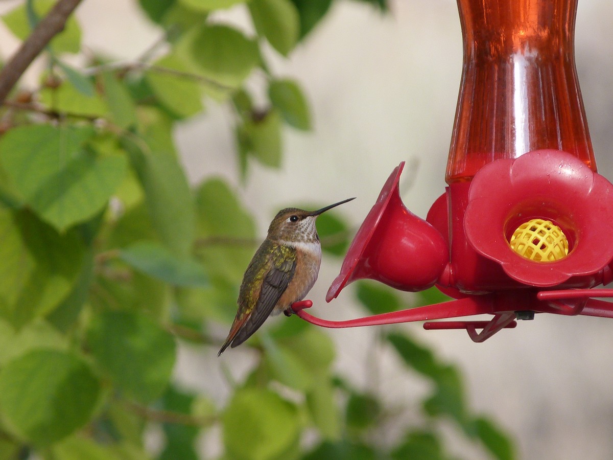 Rufous Hummingbird - Kenneth Stinchcomb