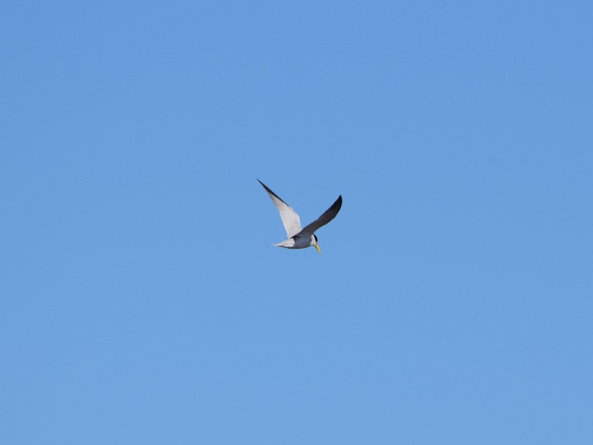 Yellow-billed Tern - ML111718501