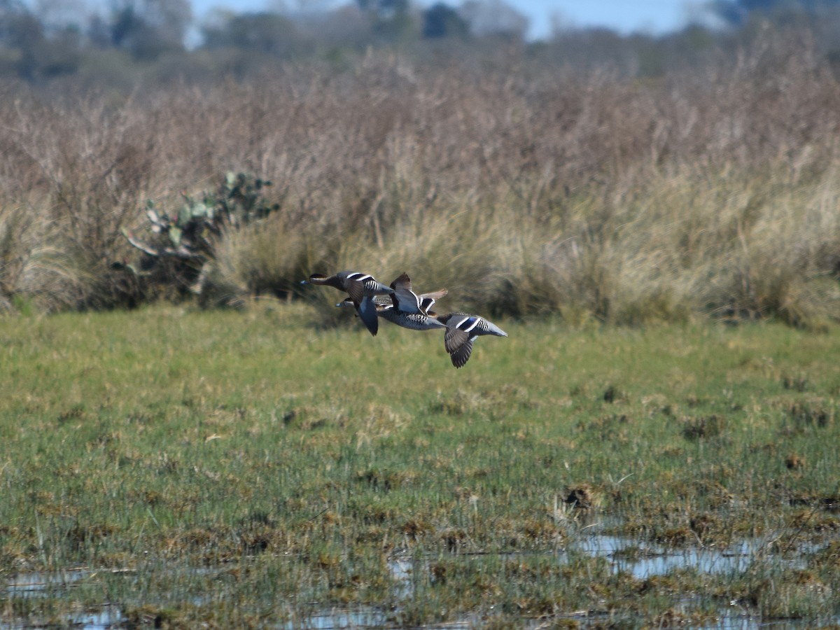 Silver Teal - Jano Román