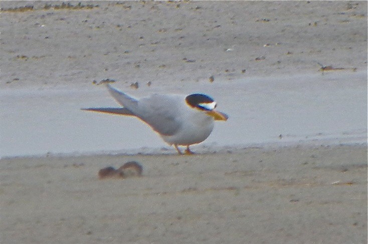 Least Tern - ML111721501