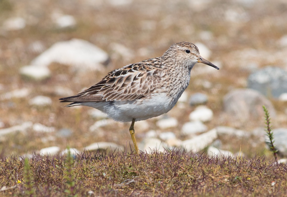 Graubrust-Strandläufer - ML111724111