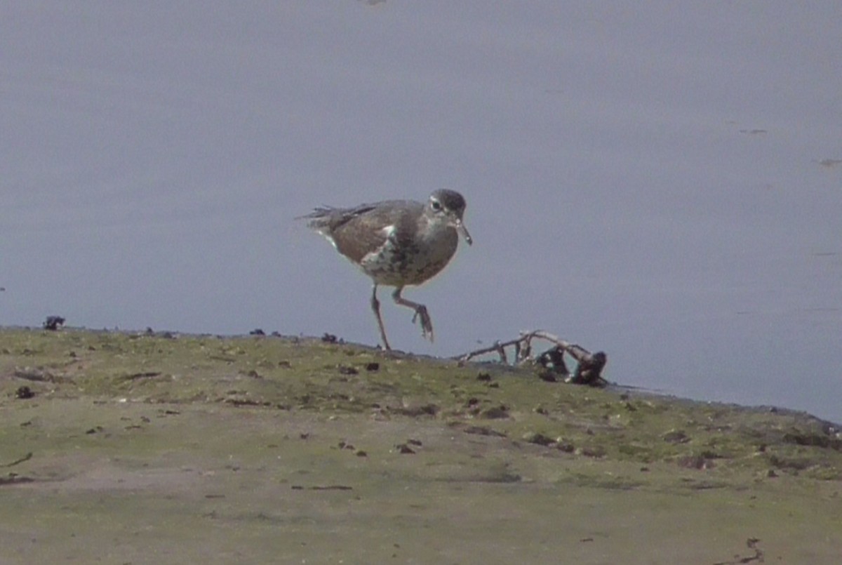 Spotted Sandpiper - Bernard Morris