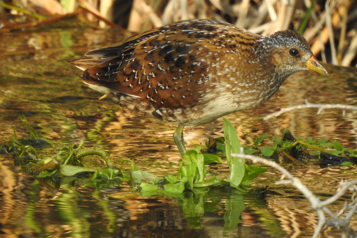 Spotted Crake - ML111727171