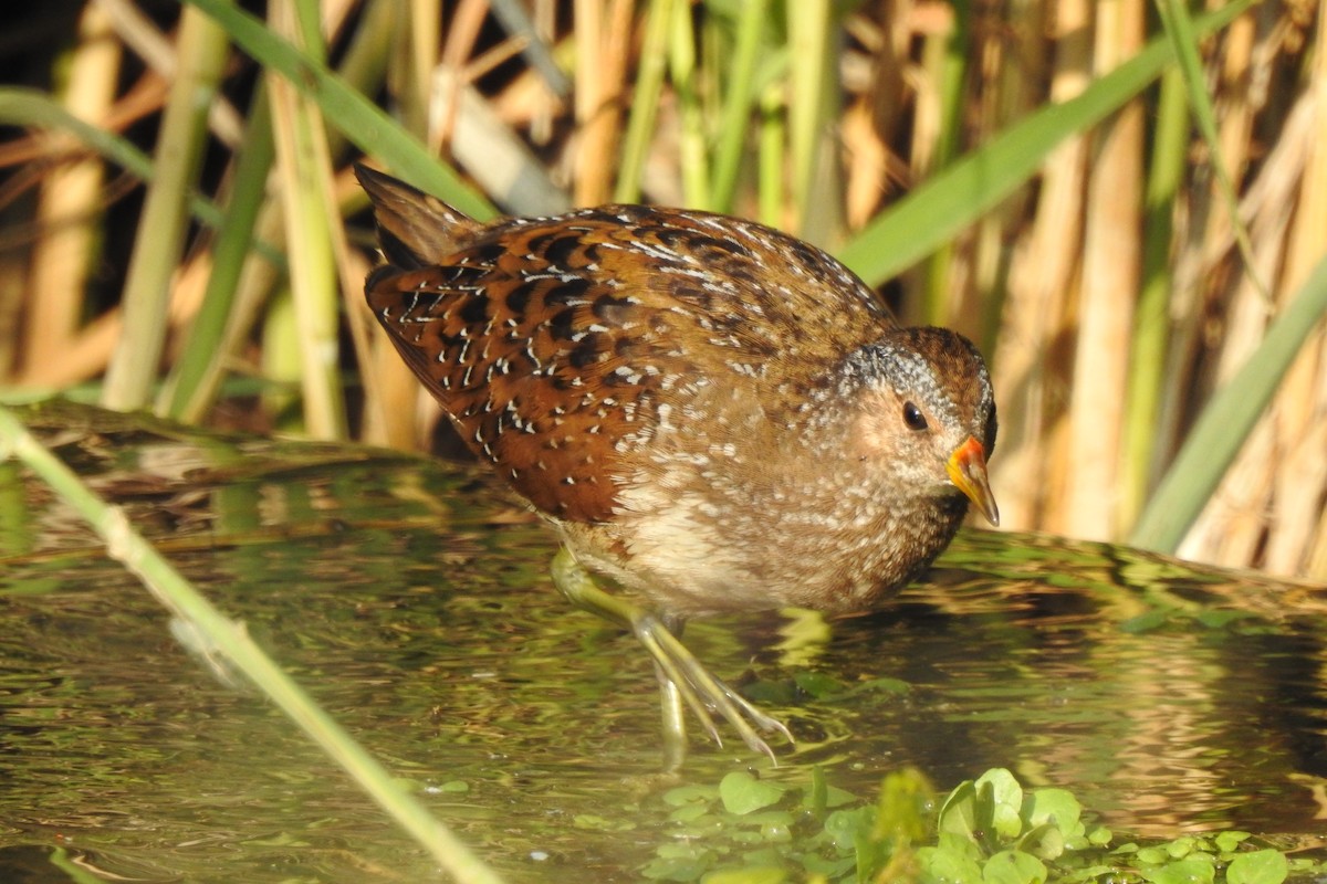 Spotted Crake - ML111727391