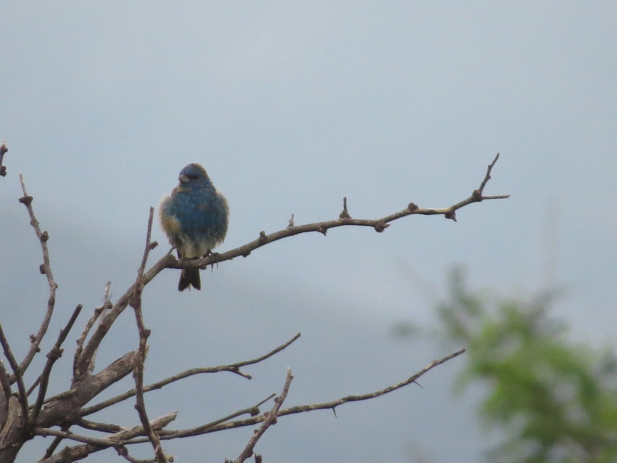 Indigo Bunting - Daniel Peter Siminski