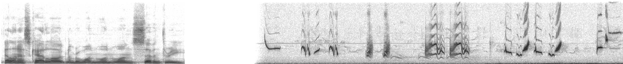 Brown Thrasher - ML11173