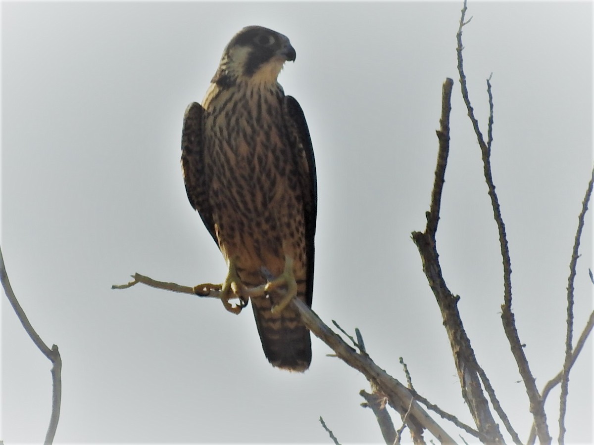 Peregrine Falcon - ML111731711