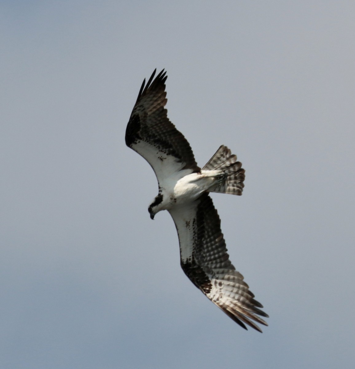 Osprey - Elizabeth Curley