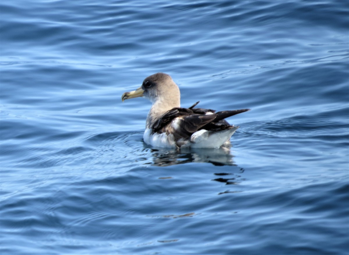 Cory's Shearwater (borealis) - Timothy Fennell