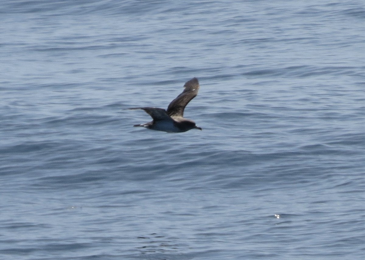 Cory's Shearwater (borealis) - ML111733271