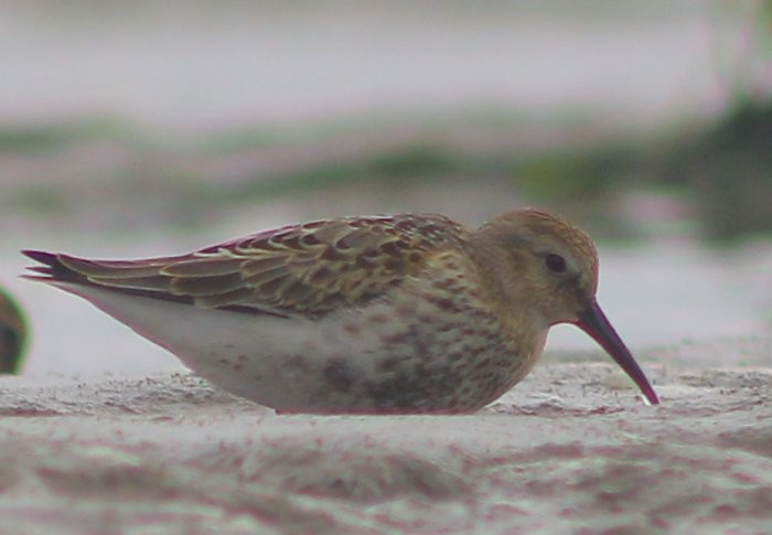 Dunlin - ML111733661