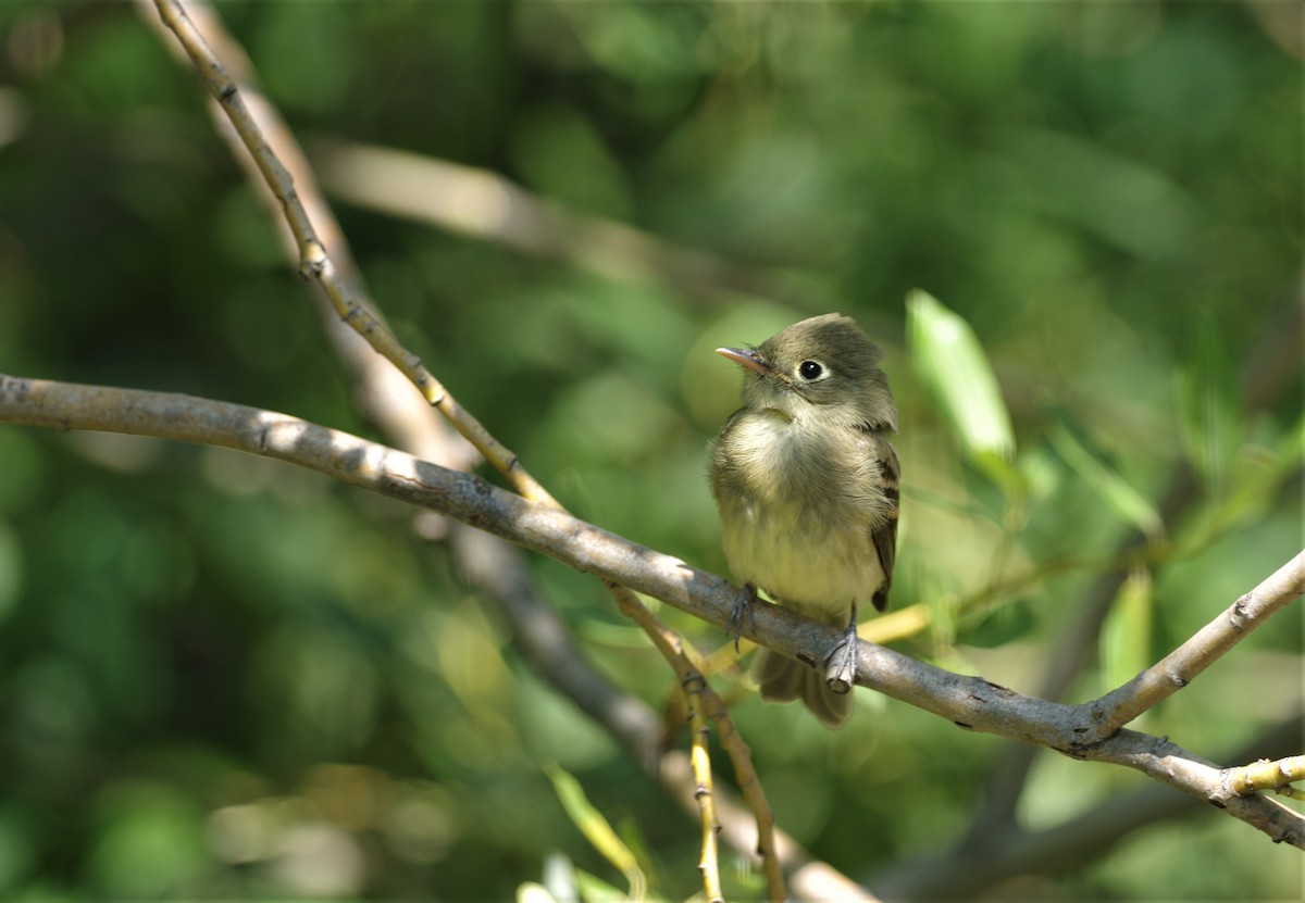 Western Flycatcher (Cordilleran) - ML111734151