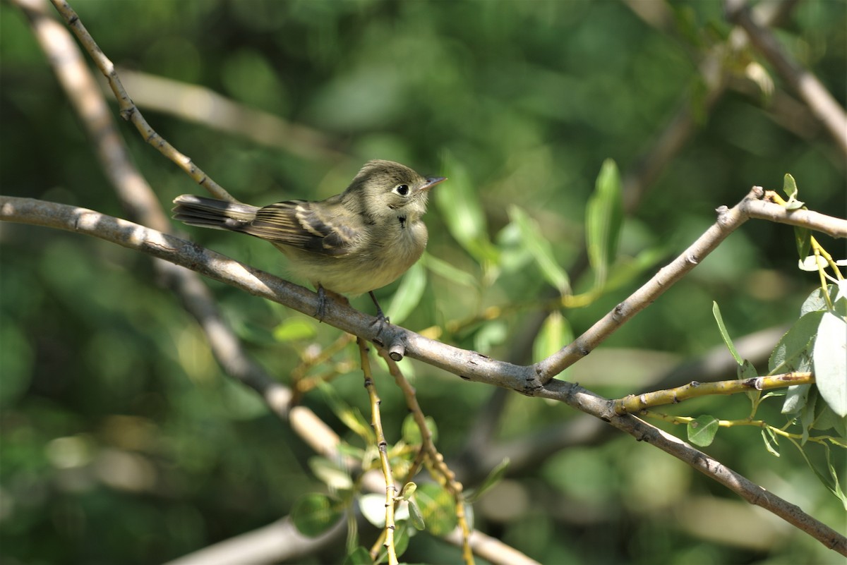 Western Flycatcher (Cordilleran) - ML111734191