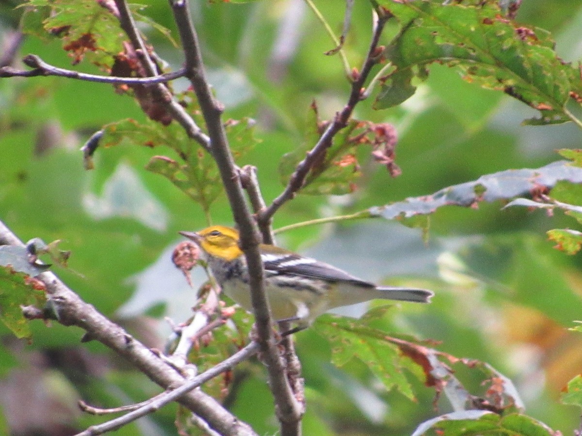 Black-throated Green Warbler - ML111734371