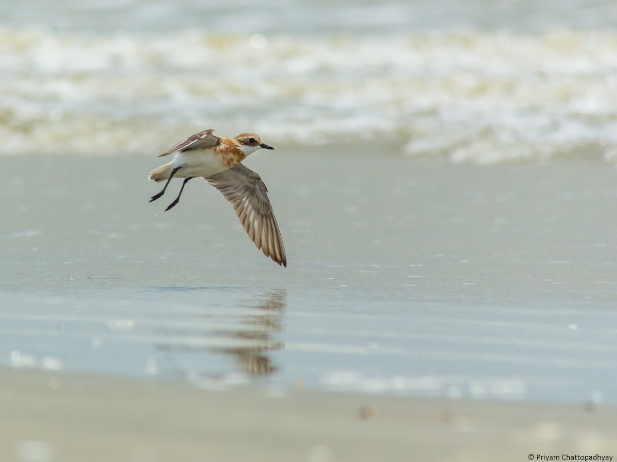 Tibetan Sand-Plover - Priyam Chattopadhyay