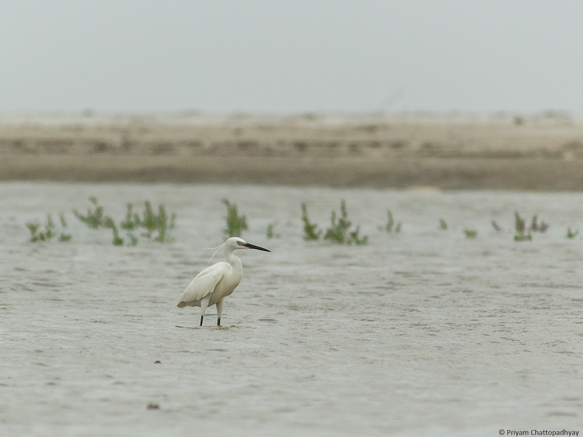 Little Egret - ML111739051