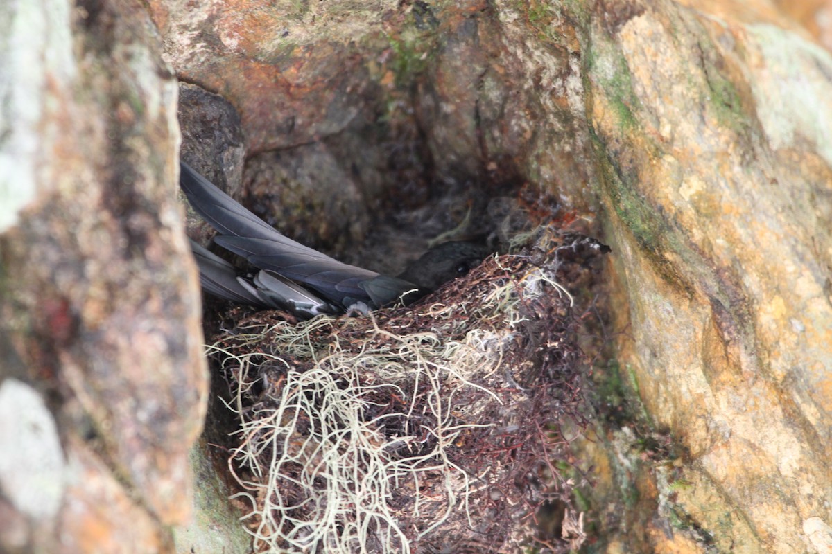 Bornean Swiftlet - ML111741321