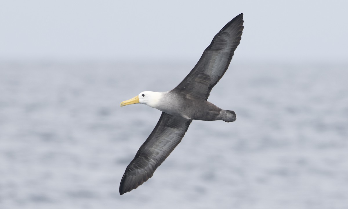 Albatros de Galápagos - ML111742771