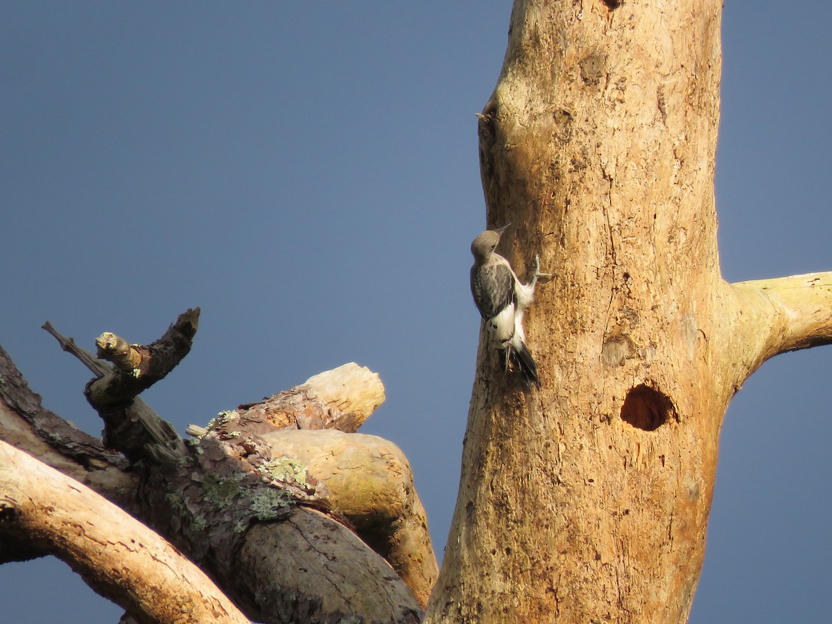 Red-headed Woodpecker - ML111747881