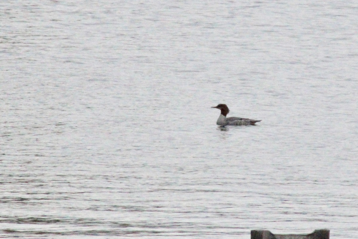 Common Merganser - ML111748301