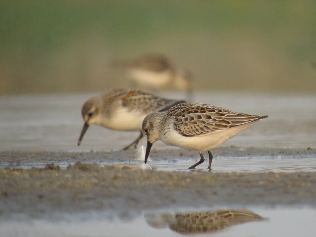 Western Sandpiper - Ian Hearn