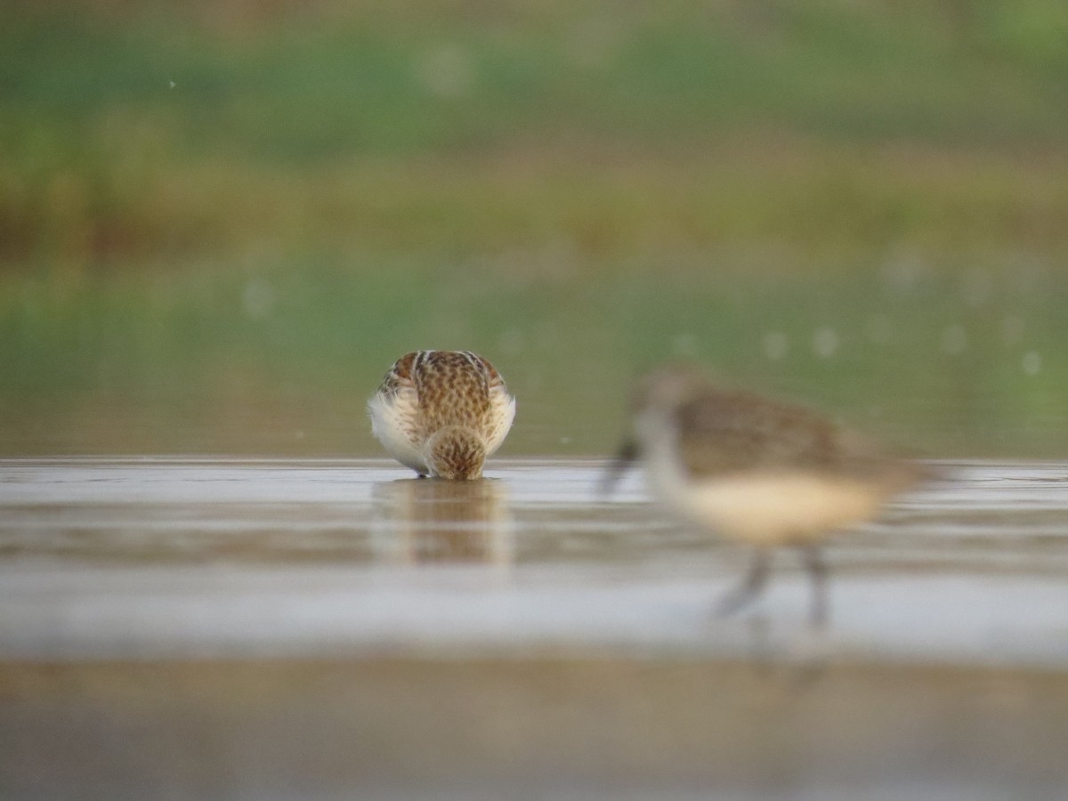 Western Sandpiper - ML111750431