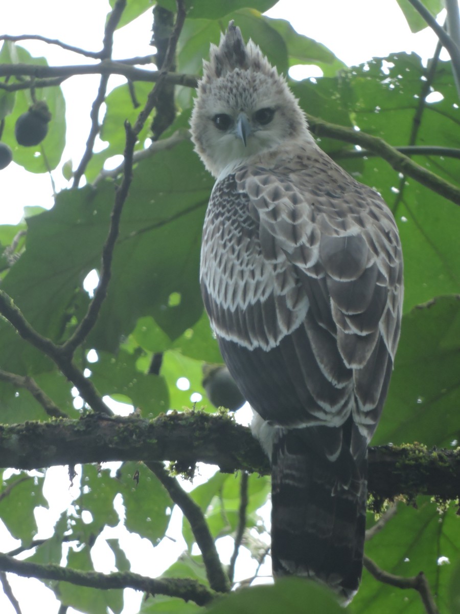 Black-and-chestnut Eagle - ML111751561