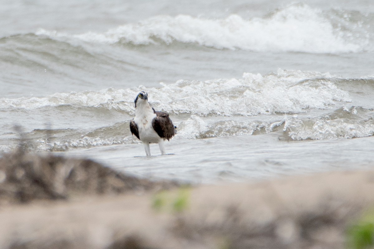 Balbuzard pêcheur - ML111752051