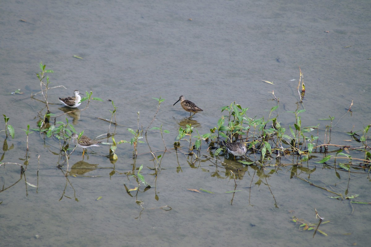 Wilson's Phalarope - Scott & Jill Tansowny