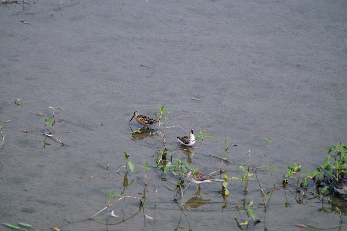 Phalarope de Wilson - ML111752211