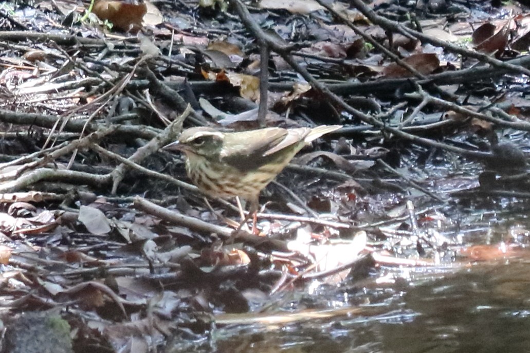 Louisiana Waterthrush - ML111752991