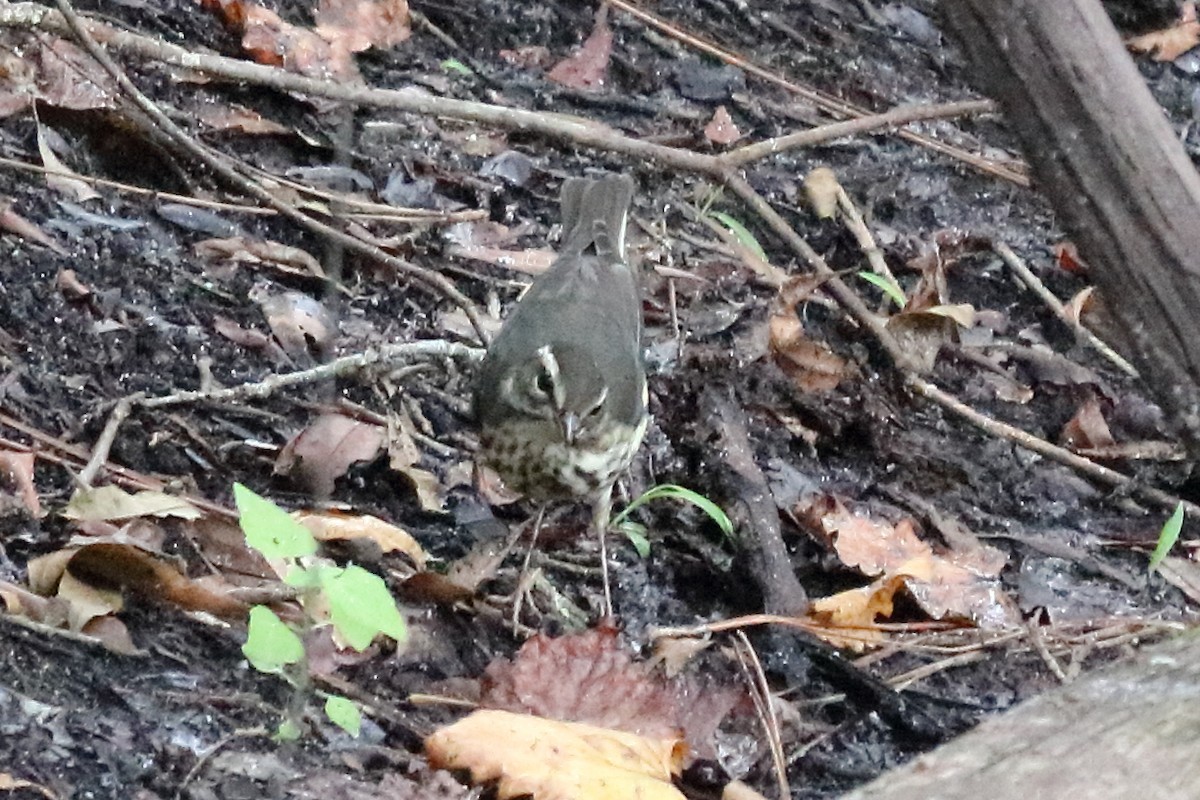 Louisiana Waterthrush - ML111753061