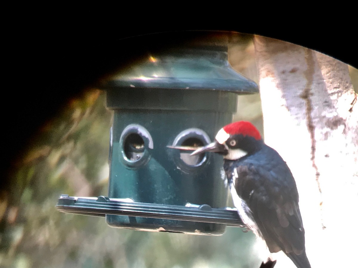 Acorn Woodpecker - ML111753471