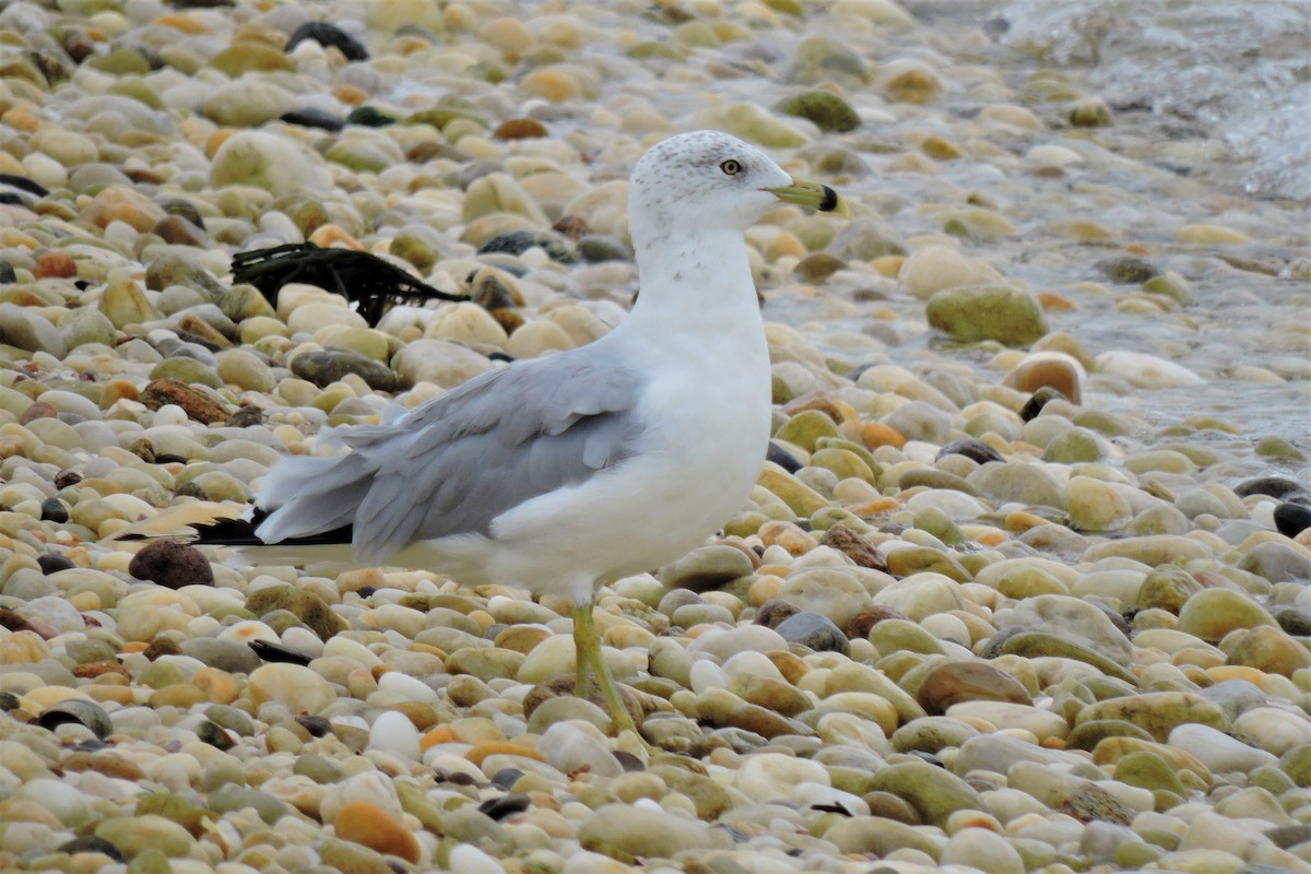 Ring-billed Gull - ML111754191