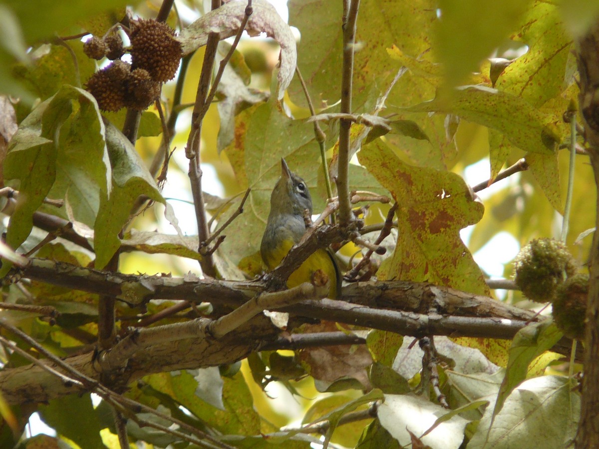 MacGillivray's Warbler - ML111754731