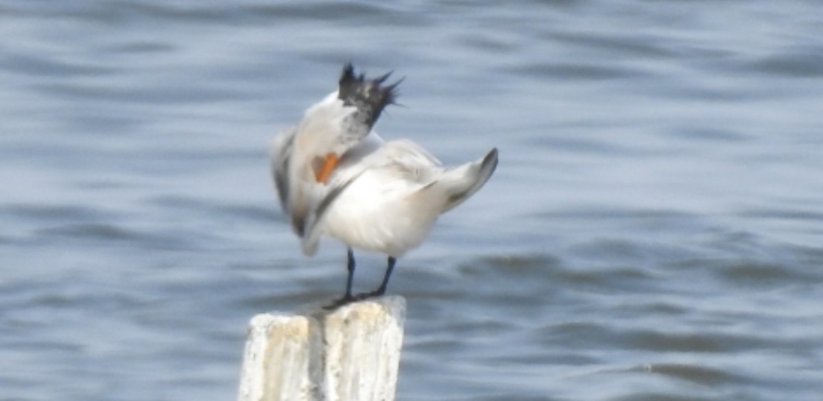 Elegant Tern - ML111755631