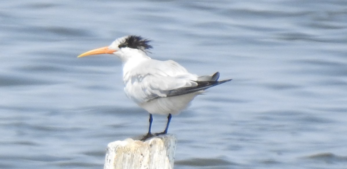 Elegant Tern - Bill Pelletier