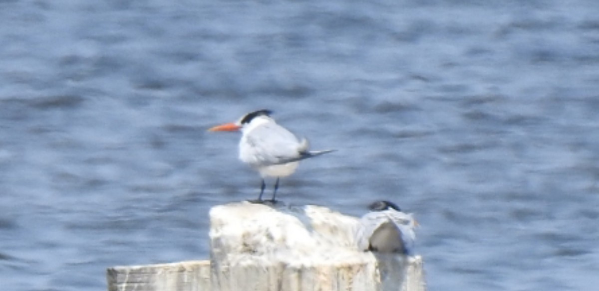 Elegant Tern - Bill Pelletier