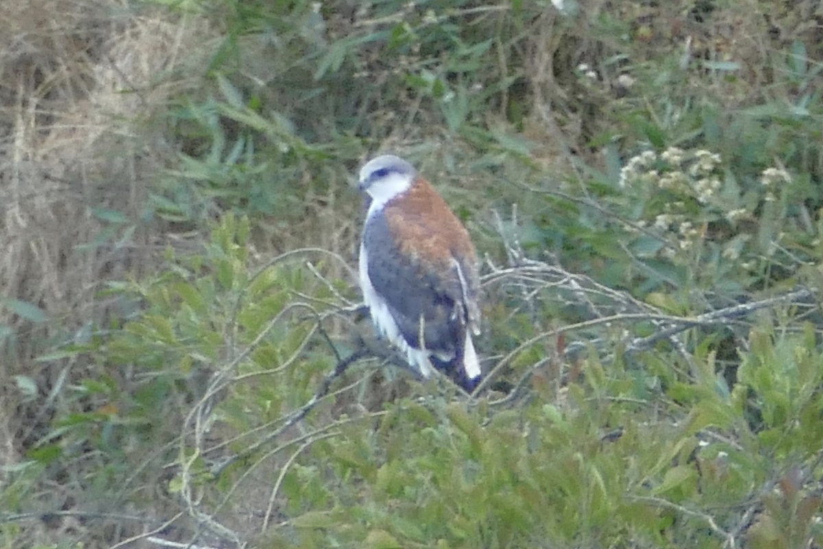 セアカノスリ（Red-backed） - ML111758701