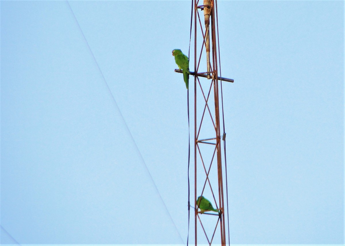 White-eyed Parakeet - ML111759051