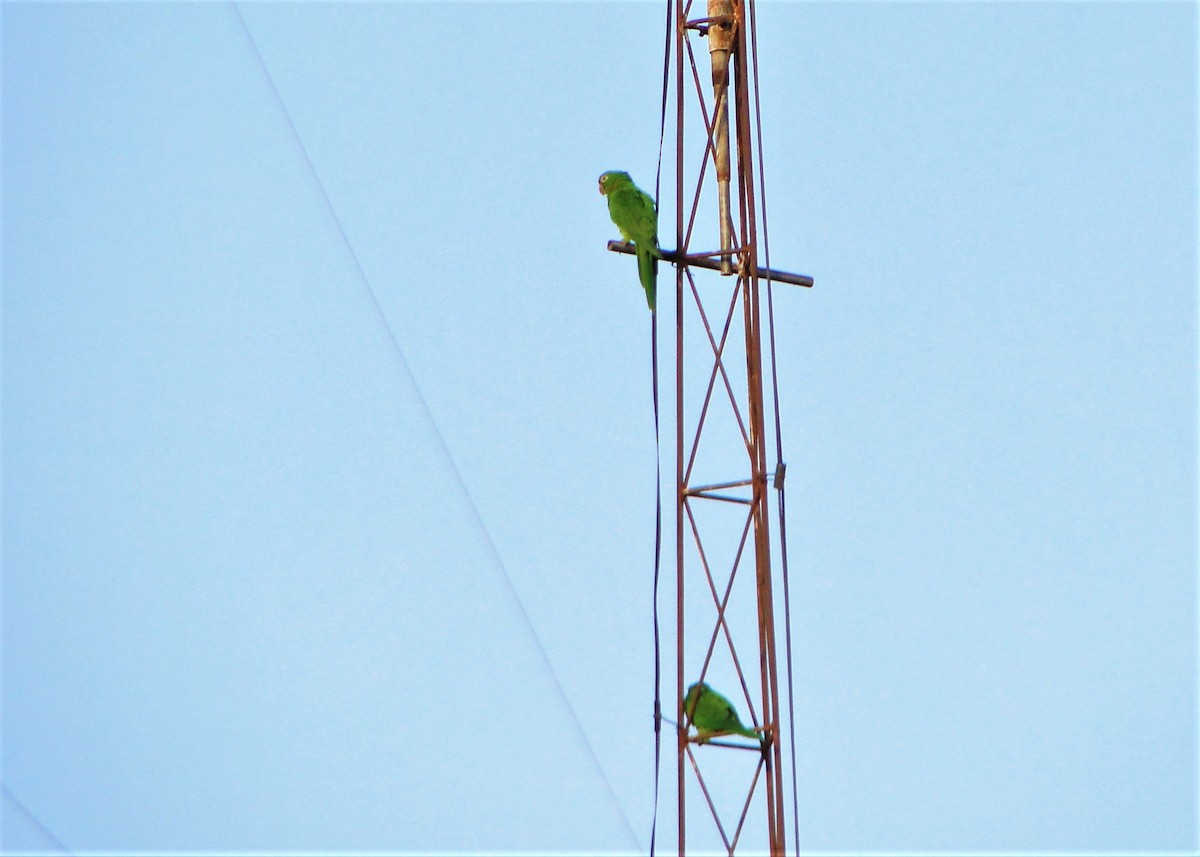 White-eyed Parakeet - Carlos Otávio Gussoni