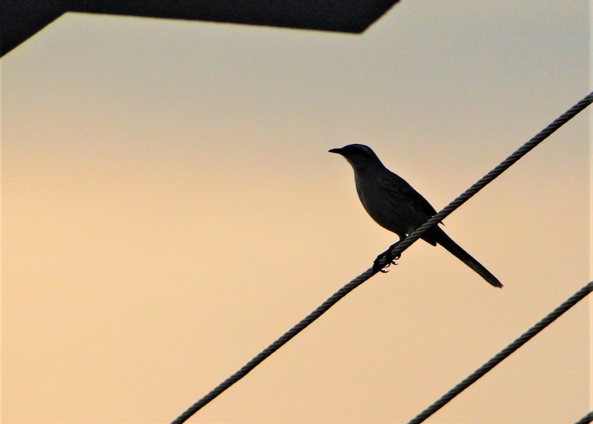 Chalk-browed Mockingbird - ML111759151