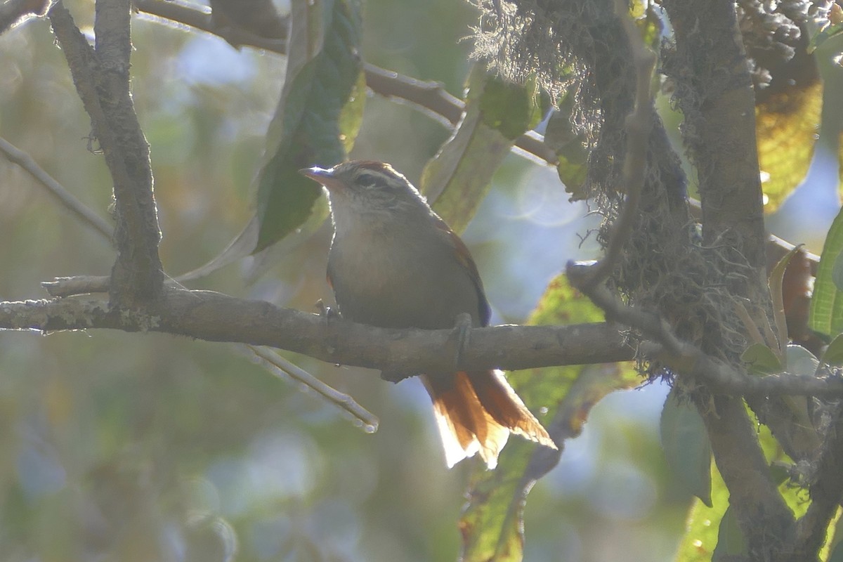 Line-cheeked Spinetail - Peter Kaestner