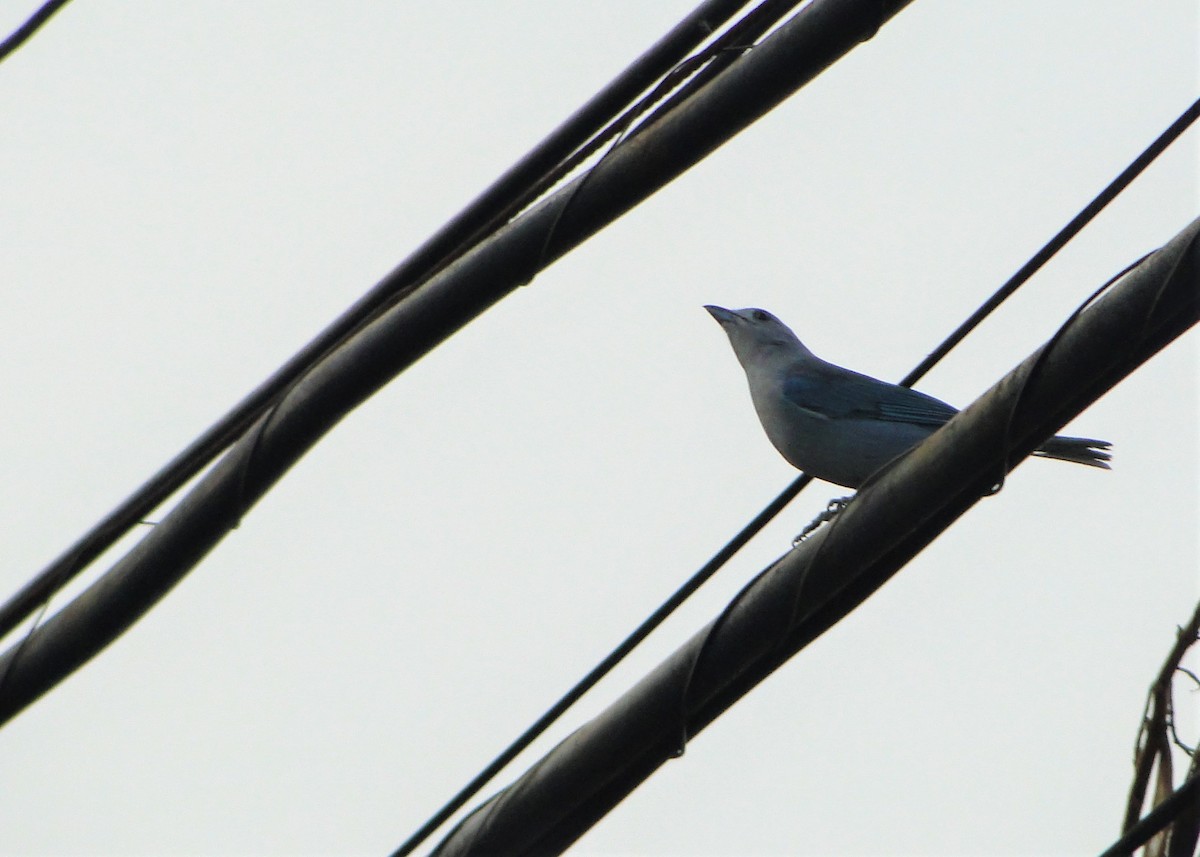 Sayaca Tanager - ML111759191